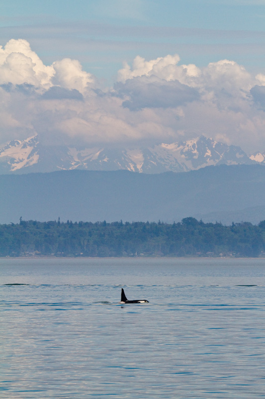 Orca And Mount Baker